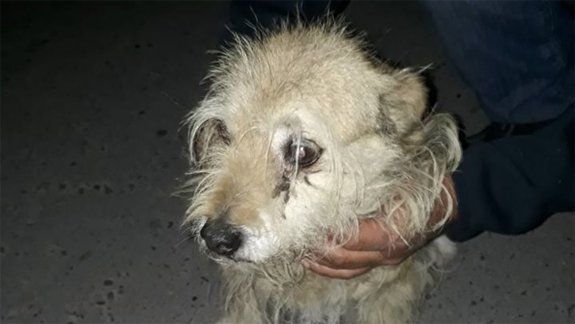 Decenas de perros perdidos en la ciudad por la pirotecnia 