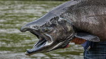 salmon chinook en rio limay: la invasion gigante que amenaza la biodiversidad de neuquen salmon chinook en rio limay: la invasion gigante que amenaza la biodiversidad de neuquen