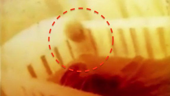 Captura de una de las imágenes grabadas por la cámara de video.