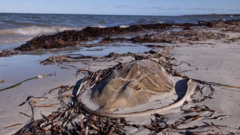 Presentan un plan millonario para combatir la proliferación de algas tóxicas en el agua en Australia