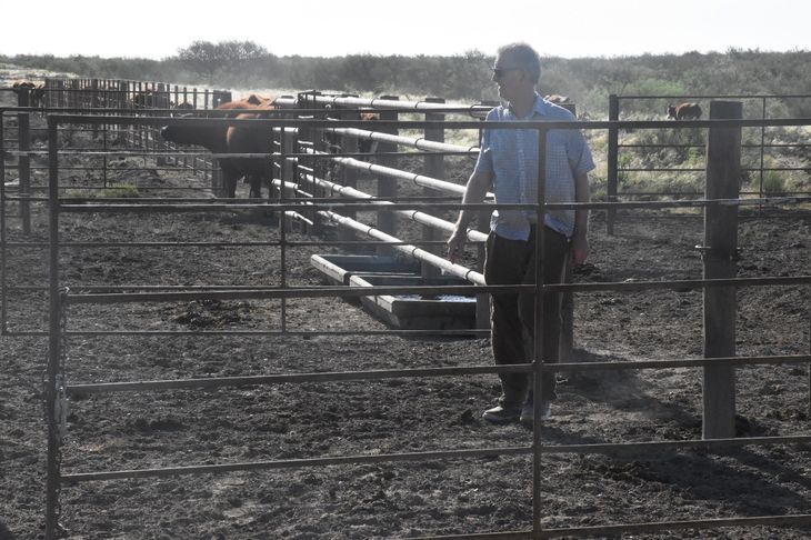 Antes 1.100 animales, hoy apenas 400. El mismo campo, otro planeta. Foto: Fabricio González. Antes 1.100 animales, hoy apenas 400. El mismo campo, otro planeta. Foto: Fabricio González.