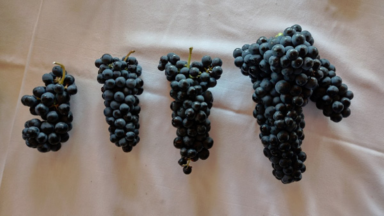 Salvando dudas: la variedad de uva y clones de una variedad