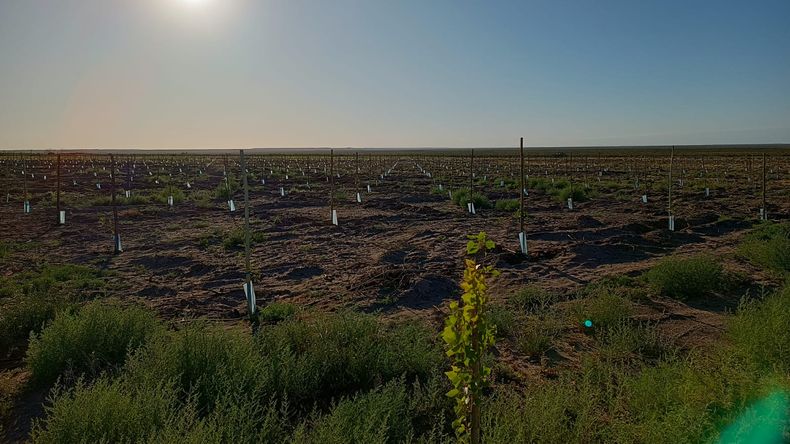 El pistacho ya avanza sobre las tierras de la Patagonia.