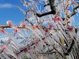 Muchas de la explotaciones de manzanas en Europa del este sufrieron los efectos de las bajas temperaturas primaverales. Muchas de la explotaciones de manzanas en Europa del este sufrieron los efectos de las bajas temperaturas primaverales.