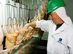 El consumo de pollos sigue creciendo en el país. El consumo de pollos sigue creciendo en el país.