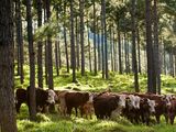 Los sistemas silvopastoriles (SSP) pueden ser utilizados en el norte de la Patagonia.