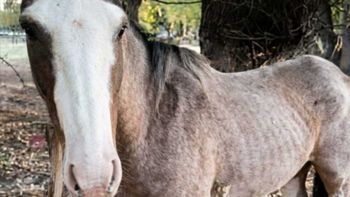 René, un caballo rescatado del abandono y declarado sujeto de derecho no humano: qué implica. René, un caballo rescatado del abandono y declarado sujeto de derecho no humano: qué implica.