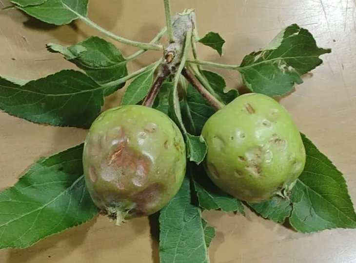Focos Afectados: Se identifican tres áreas críticas de granizo seco en Río Negro: franjas de Cipolletti, Allen y la zona del río en Roca, además de Fernández Oro con granizo y lluvia. Foto: INTA Focos Afectados: Se identifican tres áreas críticas de granizo seco en Río Negro: franjas de Cipolletti, Allen y la zona del río en Roca, además de Fernández Oro con granizo y lluvia. Foto: INTA