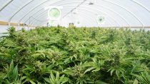 marihuana experimental: las claves del proyecto del inta marihuana experimental: las claves del proyecto del inta