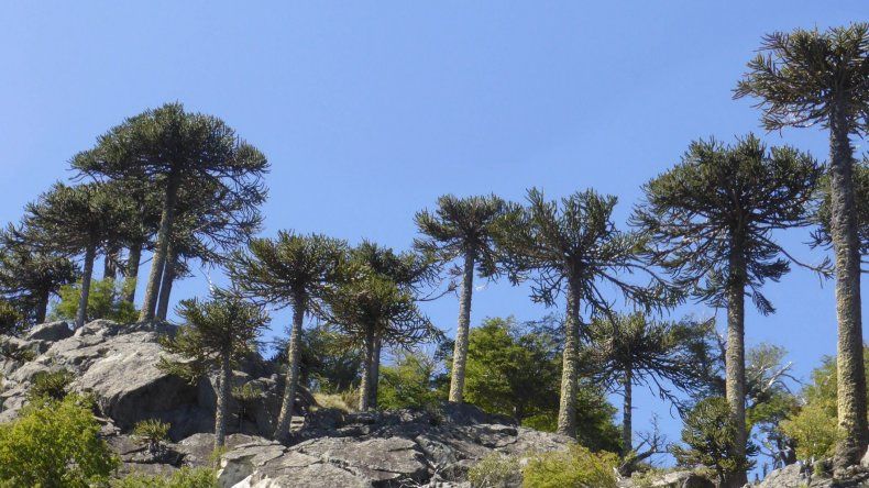 La forestal “es una actividad que tiene mucha historia en la provincia. La forestal “es una actividad que tiene mucha historia en la provincia.
