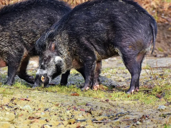 España paraliza exportaciones por PPA en jabalíes: Una problemática que Argentina aún puede desactivar. España paraliza exportaciones por PPA en jabalíes: Una problemática que Argentina aún puede desactivar.