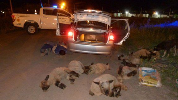 Insólito robo: los atraparon con ocho ovejas en un remís