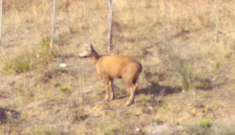 La hembra de huemul avistada cerca de la ruta alternativa de acceso al Parque Lago Puelo