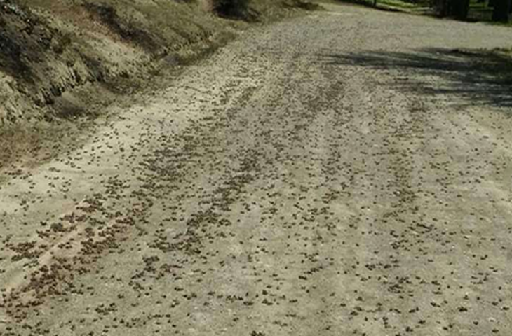 Adultos de tucura sapo en la Localidad de Tecka (dentro del Figura 3. Adultos de tucura sapo en la Localidad de Tecka (dentro del pueblo)(Fuente: INTA Gobernador Costa). Adultos de tucura sapo en la Localidad de Tecka (dentro del Figura 3. Adultos de tucura sapo en la Localidad de Tecka (dentro del pueblo)(Fuente: INTA Gobernador Costa).