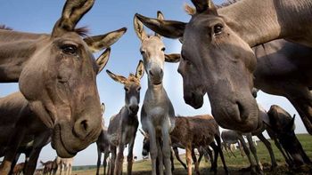 burros para consumo: la reconversion en la patagonia burros para consumo: la reconversion en la patagonia