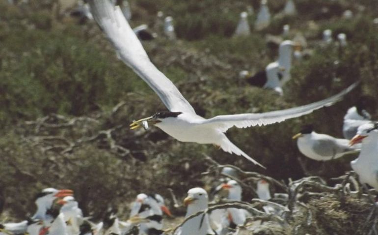 Chubut: Gaviotines, aves pescadoras en el Parque Provincial Patagonia Azul.
