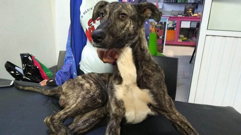 Piden ayuda para que una mascota vuelva a caminar