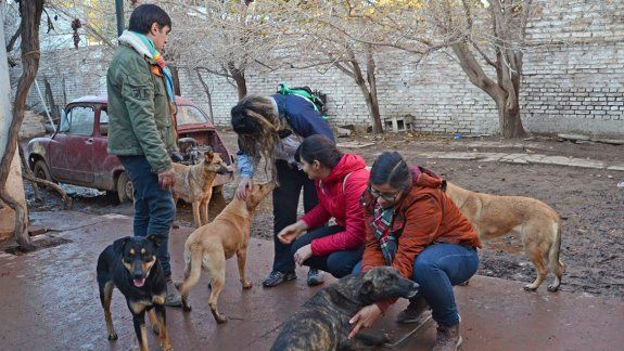 Voluntarios atienden a los 45 perros del jubilado fallecido