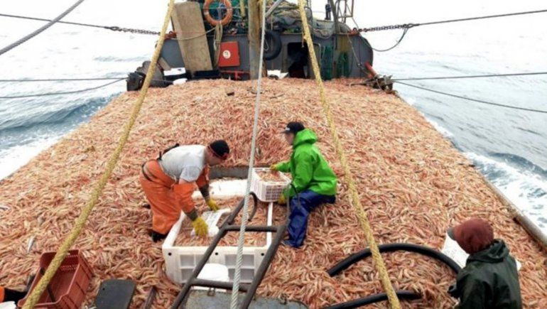 El langostino ya no es un recurso de paso en el golfo. Foto: gentileza.