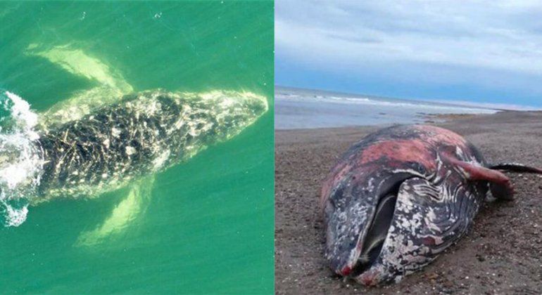 La ballena muerta es la que observaron días antes en Las Grutas