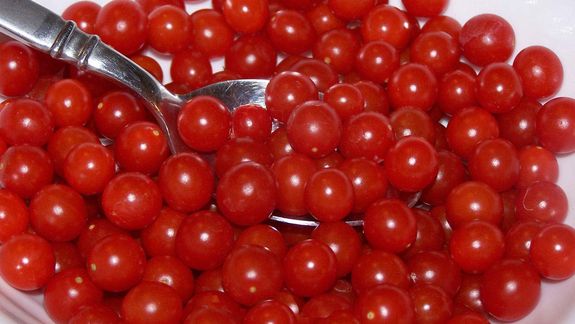 El secreto detrás del tomate perla que está revolucionando los invernaderos