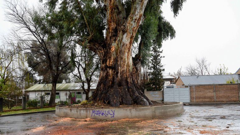 La enorme rama fue retirada en horas de la mañana. Sólo quedaron los restos de la viruta que produjo el corte por secciones que se le hizo a la rama.