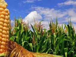 rio negro: mas hectareas destinadas a la agricultura rio negro: mas hectareas destinadas a la agricultura