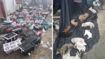 china: descubren 5 mil gatos y perros muertos en un almacen china: descubren 5 mil gatos y perros muertos en un almacen