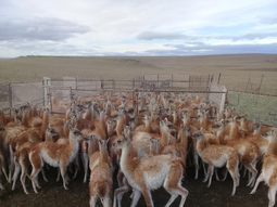 10.294 guanacos aprovechados en 2025: récord sustentable en Santa Cruz. 10.294 guanacos aprovechados en 2025: récord sustentable en Santa Cruz.