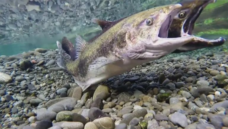 El salmón chinook fue introducido en Chile en la década del 70 y se expandió por la Patagonia