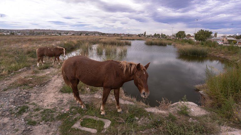 La laguna se formó hace varias décadas cuando se constituyó el aeropuerto. Era una cantera y la napa subió. Durante años se tiró todo tipo de basura y ahora quieren que sea un sitio recreativo.