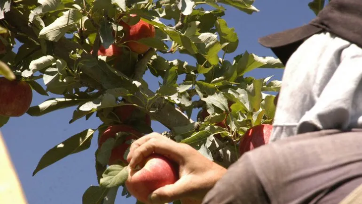 Se estima que alrededor de 25.000 trabajadores llegan al Valle para la cosecha de peras y manzanas. Se estima que alrededor de 25.000 trabajadores llegan al Valle para la cosecha de peras y manzanas.