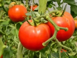Tomate platense...tomate con sabor a tomate. Tomate platense...tomate con sabor a tomate.