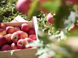 En la actualidad, la mayor parte de la producción de manzanas de Australia se destina al mercado interno.