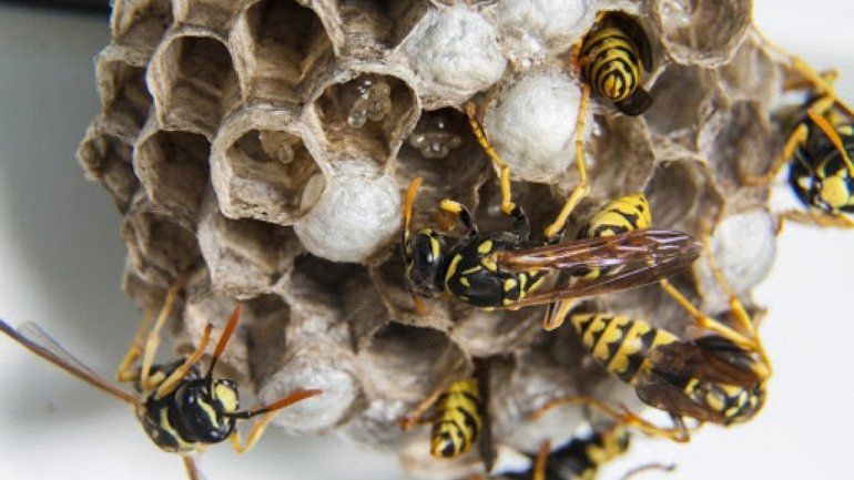 Soñar con avispas es una señal de peligro inminente