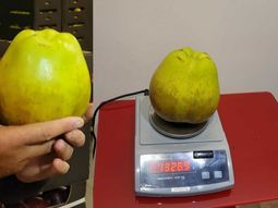la manzana que desafia la gravedad: 1,3 kilos de pura fruta la manzana que desafia la gravedad: 1,3 kilos de pura fruta
