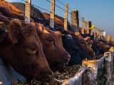 Con 47.300 cabezas faenadas en 2025, Neuquén igualó los niveles del último lustro pese al retroceso del mercado nacional.