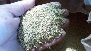 Quinoa Norte Neuquino II.jpg