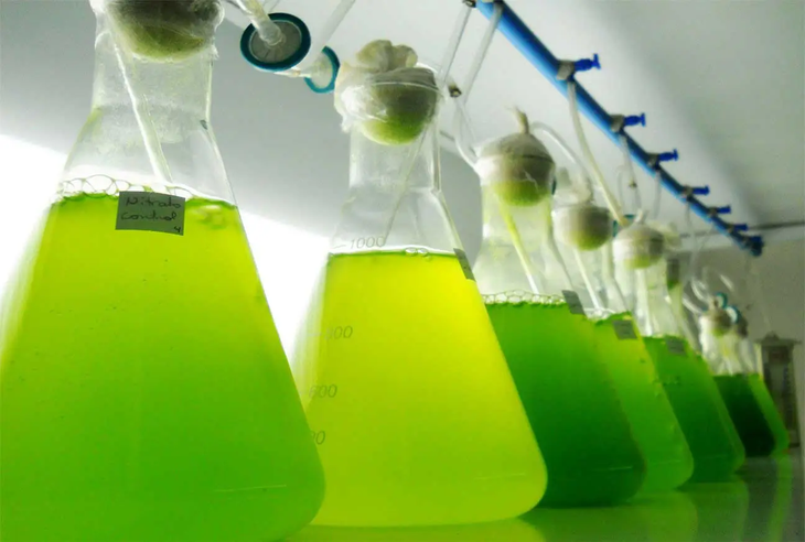 IA predice con 95 % precisión: microalgas limpian cobre en suelos tóxicos de Atacama.