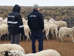 ya se atendieron 20 brotes de sarna ovina en rio negro y neuquen ya se atendieron 20 brotes de sarna ovina en rio negro y neuquen