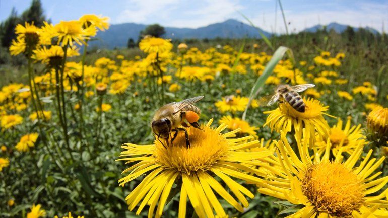 Las abejas ya son los seres vivos más importantes