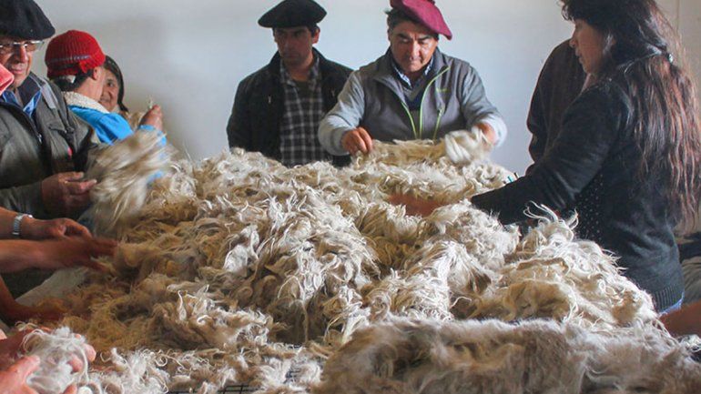 Neuquén vende mohair con otras dos provincias