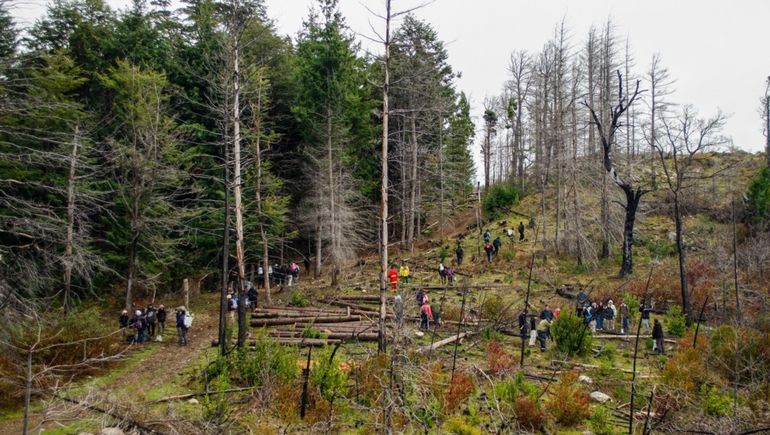 Reforestación de bosques en Chubut.
