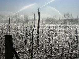 Fuertes heladas se concentraron en gran parte de los Valles productivos de Río Negro y Neuquén. Fuertes heladas se concentraron en gran parte de los Valles productivos de Río Negro y Neuquén.