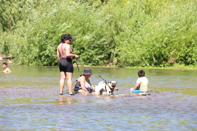 Las mascotas podrían disfrutar también del verano en los balnearios de Neuquén