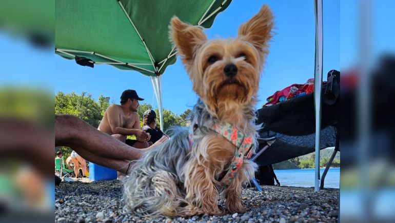 Le entraron a robar en Bouquet Roldán: buscan desesperadamente a su perrita y ofrecen recompensa