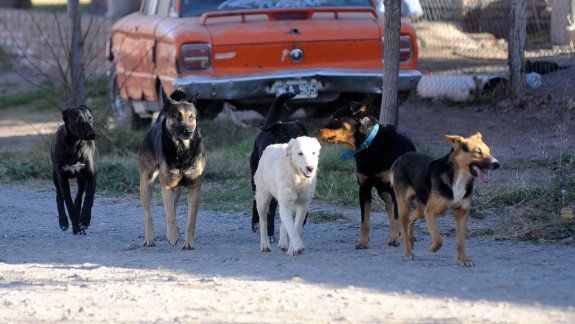Hay 10 mil perros sueltos: la mayoría tiene dueño