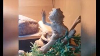 famoso: un lagarto imita a la gente y saluda a las camaras famoso: un lagarto imita a la gente y saluda a las camaras