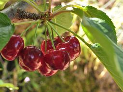 espana: nuevas variedades impulsan la produccion de cereza espana: nuevas variedades impulsan la produccion de cereza