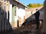 Más de 30 perros fueron rescatados en abril por maltrato animal en Cipolletti.